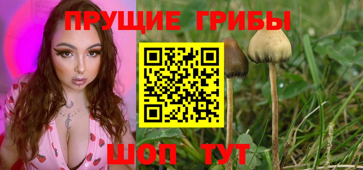 Владивосток  Псилоцибиновые грибы прущие грибы  Вход с VPN 